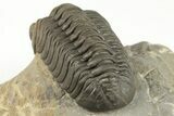 Beautiful Reedops Trilobite - Atchana, Morocco #204226-3